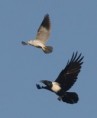 /album/photogallery/black-shouldered-kite-jpg/